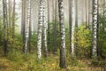 Misty autumn forest. Early autumn in misty forest. Morning fog in autumn forest Poland Europe Royalty Free Stock Photo