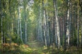 Misty autumn forest. Early autumn in misty forest. Morning fog in autumn forest Poland Europe Royalty Free Stock Photo