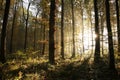 misty autumn forest in the early morning autumnal deciduous at sunrise foggy weather colorful leaves on branches of oak trees Royalty Free Stock Photo