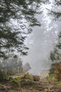 Misty hiking trail in the Beskid Zywiecki near Zawoja, Poland Royalty Free Stock Photo