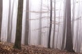 Misty autumn forest, remnants of leaves on bare trees, fog in background Royalty Free Stock Photo