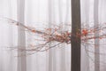 Misty autumn forest, remnants of leaves on bare trees, fog in background Royalty Free Stock Photo