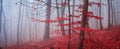 The misty autumn forest. Shallow depth of field Royalty Free Stock Photo