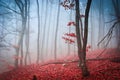 The misty autumn forest. Shallow depth of field