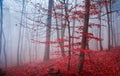 The misty autumn forest. Shallow depth of field Royalty Free Stock Photo