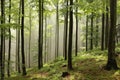 misty autumn forest in the sunshine foggy early autumnal deciduous forest on the slope of the kopa biskupia mountain morning sun Royalty Free Stock Photo