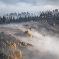 Misty Autumn landscape with fir forest and yellow maple trees Royalty Free Stock Photo