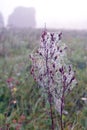 Misty autumn morning with dewy spiderweb in meadow Royalty Free Stock Photo