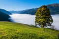 Misty autumn morning mountain and big lonely tree view from hiking path near Dorfgastein, Land Salzburg, Austria Royalty Free Stock Photo