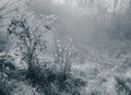 Misty autumn morning in the village. Monochrome photo.