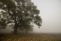 Misty autumn in oak forest edge