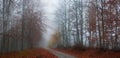 Misty autumn road Royalty Free Stock Photo