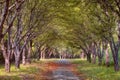 Misty autumn road in the forest Royalty Free Stock Photo