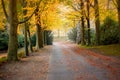 Misty autumn road with a tree tunnel Royalty Free Stock Photo