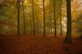 Misty Autumn Woodland Royalty Free Stock Photo