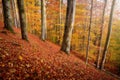 Misty Autumnal Morning In a Colorful Beech Forest Royalty Free Stock Photo