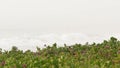 Sandy misty beach California USA. Pacific ocean coast, dense fog on sea shore. Waves in brume haze.