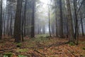 Misty beech forest in autumn