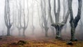 Misty beech forest