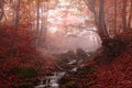 Misty beech forest Royalty Free Stock Photo