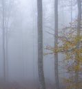 Misty beech forest Royalty Free Stock Photo
