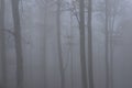 Misty beech forest Royalty Free Stock Photo