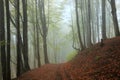 Misty beech forest Royalty Free Stock Photo