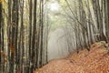 Misty beech forest Royalty Free Stock Photo