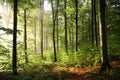 misty beech forest during sunrise early autumn on a sunny morning