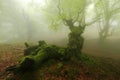 Misty beech wood in Orozko