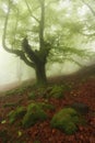 Misty beech wood in Orozko