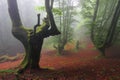 Misty beech wood in Orozko (Biscay, Basque Country) Royalty Free Stock Photo