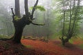 Misty beech wood in Orozko (Biscay, Basque Country) Royalty Free Stock Photo