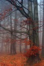 Misty beechwood Royalty Free Stock Photo