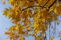 Misty blue sky and autumnal foliage of Fraxinus pennsylvanica in October Royalty Free Stock Photo
