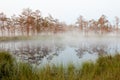 Misty bog landscape in Cena moorland, Latvia Royalty Free Stock Photo