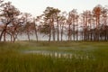 Misty bog landscape in Cena moorland, Latvia Royalty Free Stock Photo