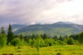 Misty carpathian mountain after the rain Royalty Free Stock Photo