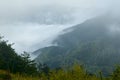 Taiwanese cedar forests in a misty day in QiLai mountains, northern Taiwan Royalty Free Stock Photo