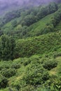 misty and cloudy hilly landscape, lush green tea plantation of darjeeling, on the slopes of himalaya mountains in india