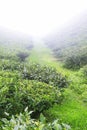 misty and cloudy hilly landscape, lush green tea plantation of darjeeling, on the slopes of himalaya mountains in india