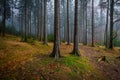 Misty, colorful, dark autumn forest near Zdar nad Sazavou, Czech Republic