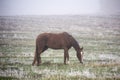 Horses grazing in the mist. Autumn foggy morning. Royalty Free Stock Photo