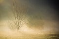 Misty countryside morning Royalty Free Stock Photo