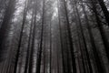 Misty and dark pine woods