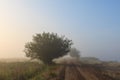 Misty dawn early morning nature grassland landscape Royalty Free Stock Photo