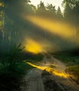 Misty dawn near forest Royalty Free Stock Photo