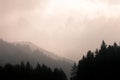 A misty day among a forest in Dolomites area