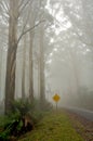 Misty drive thought the forrest with sign Royalty Free Stock Photo