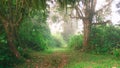 Misty early morning in forest on Mount Meru.